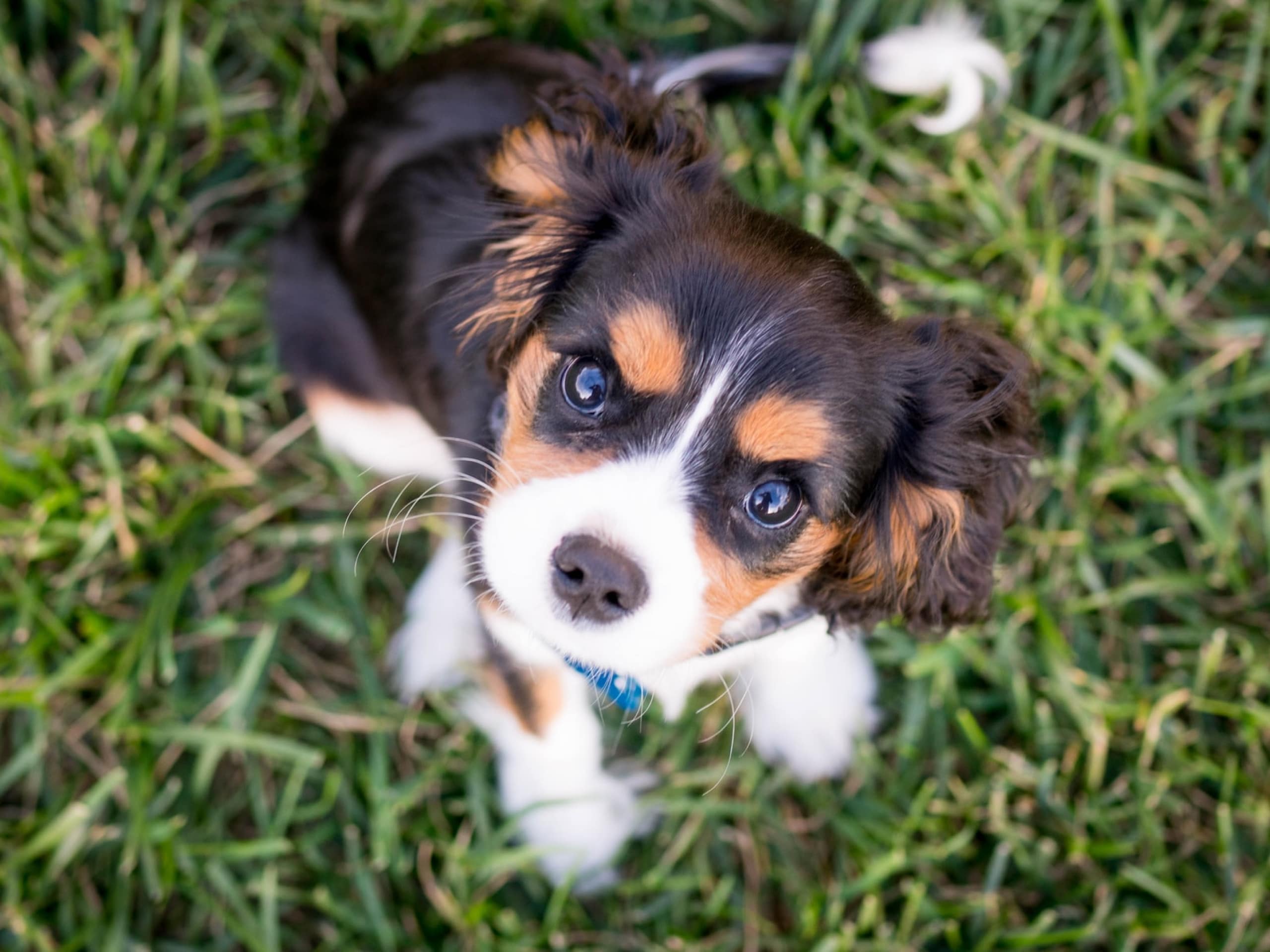 Can My Dog Give Me Ringworm